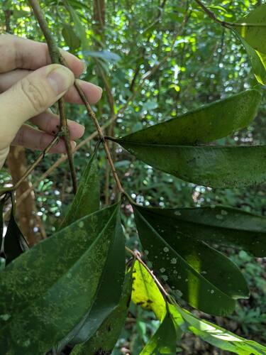 Eugenia brasiliensis observed 2025-11-06