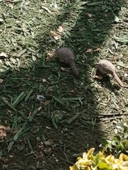 Columbina inca