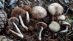Psathyrella longistriata