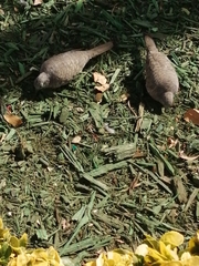Columbina inca