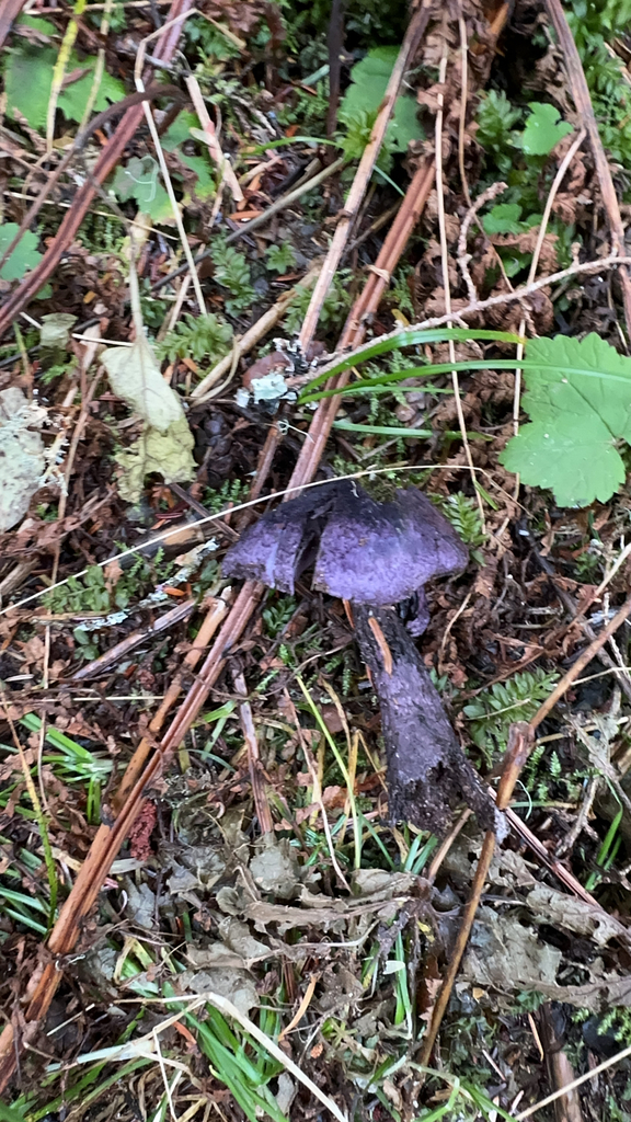 Cortinarius violaceus · November 2025 · photo: © dschack (iNaturalist, cc-by)