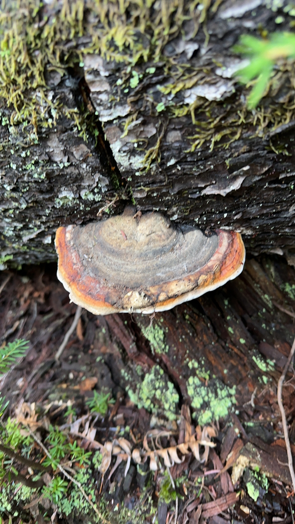 Fomitopsis mounceae · November 2025 · photo: © dschack (iNaturalist, cc-by)