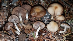 Psathyrella longistriata