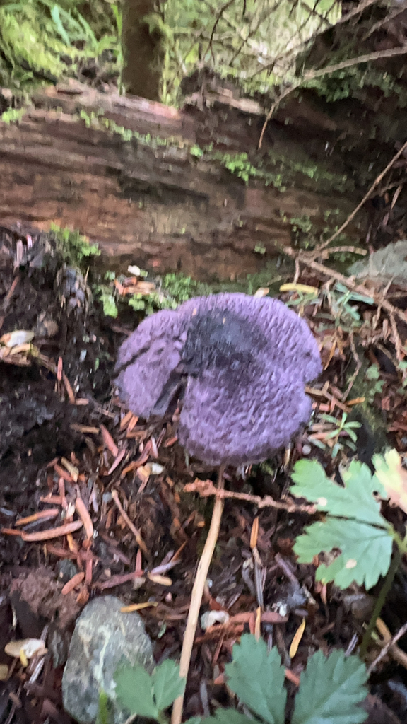 Cortinarius violaceus · November 2025 · photo: © dschack (iNaturalist, cc-by)
