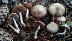 Psathyrella longistriata