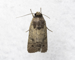 Athetis nonagrica