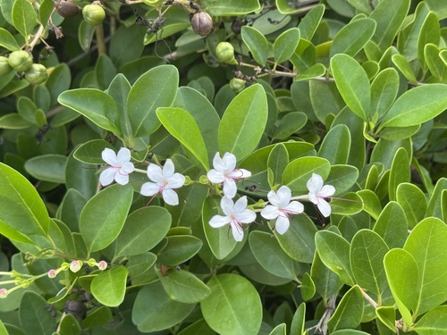 Volkameria inermis observed 2025-11-09
