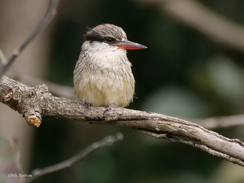 Striped Kingfisher