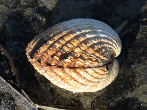 Acanthocardia tuberculata