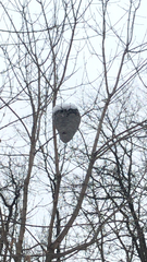 Dolichovespula maculata