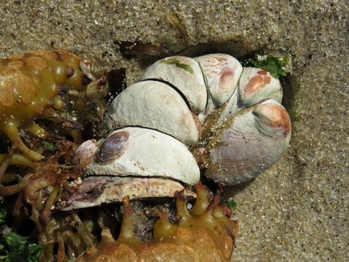 Crepidula fornicata