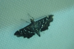 Image of Diathrausta harlequinalis