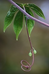 Adenia hondala