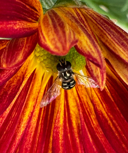 Unknown species found near Pencil Leaf Pl, Tucson, AZ, US