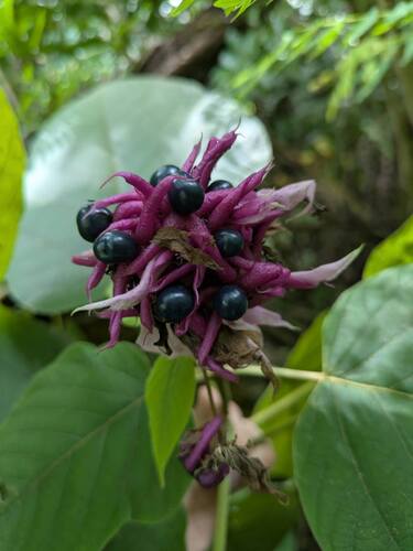 Clerodendrum macrostegium, photograph 6