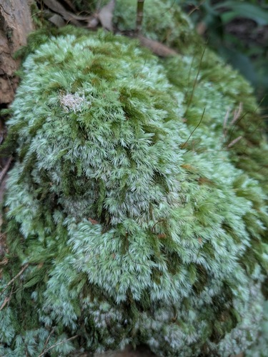 Leucobryum gracile observed 2025-11-06