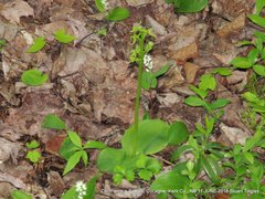 Platanthera hookeri image