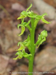 Platanthera hookeri image