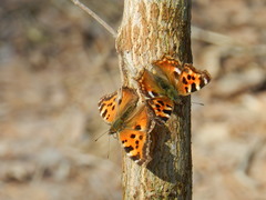 Nymphalis