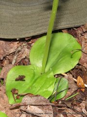 Platanthera hookeri image
