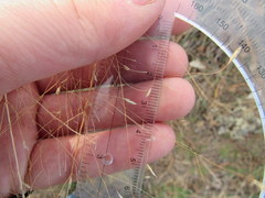 Eragrostis trichodes