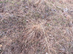 Eragrostis trichodes