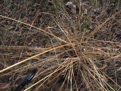 Eragrostis trichodes