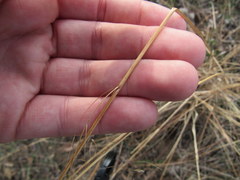 Eragrostis trichodes