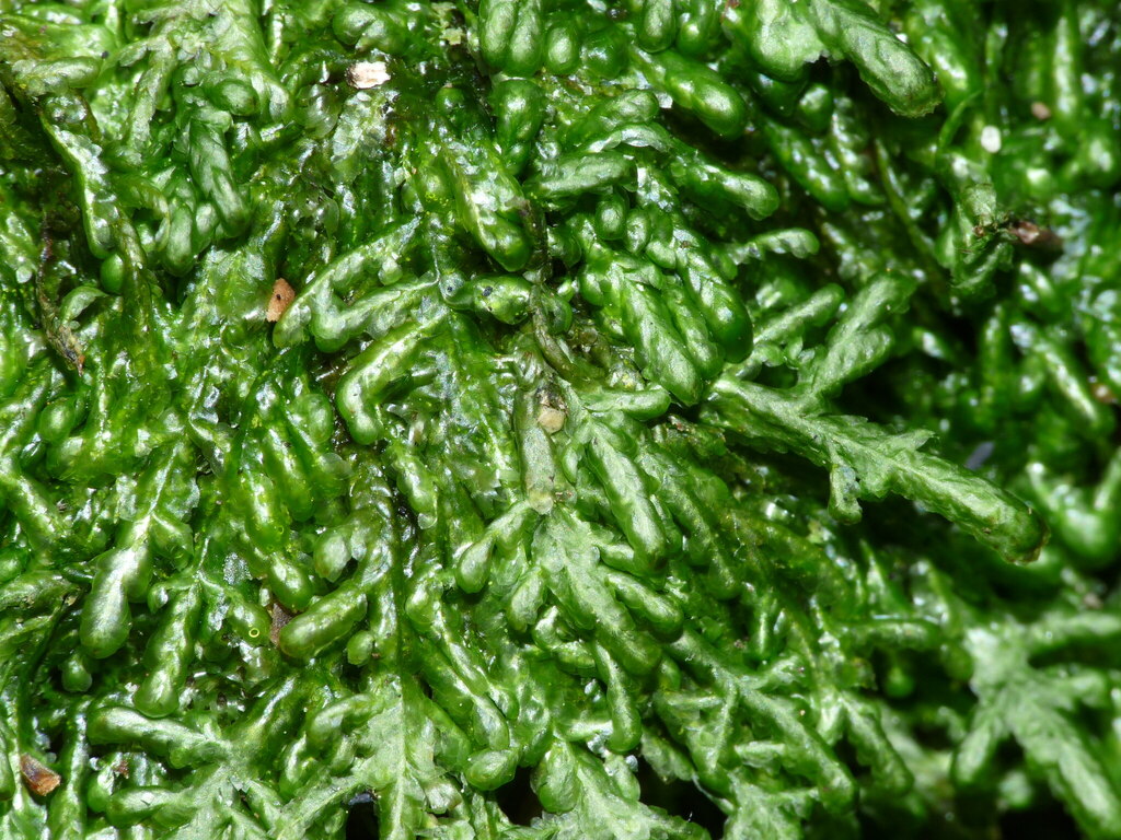 Pendulothecium punctatum