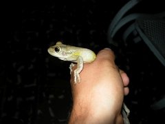Osteopilus septentrionalis
