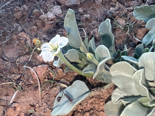 Desert wing-fruit (Acleisanthes nevadensis)