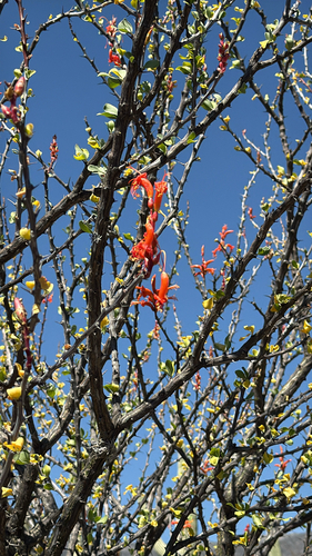 Fouquieria formosa, photograph 5