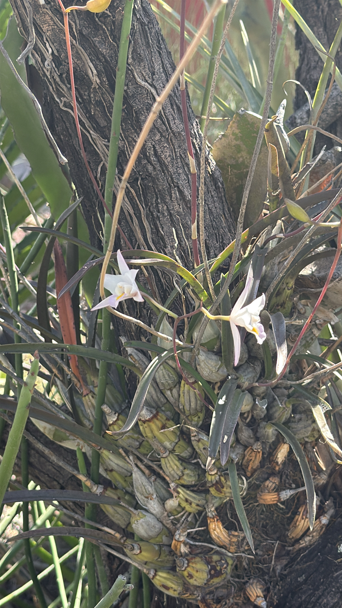 Laelia Albida (Laelia albida)
