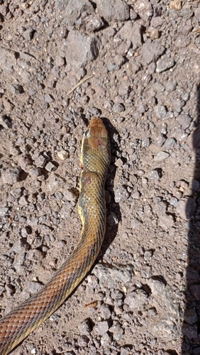 Salvadora gymnorhachis