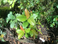 Ficus sur