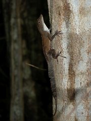Anolis homolechis