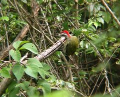 Xiphidiopicus percussus