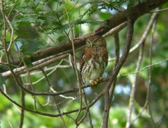 Glaucidium siju