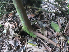 Ficus sur