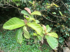 Ficus sur