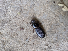 Odontotaenius