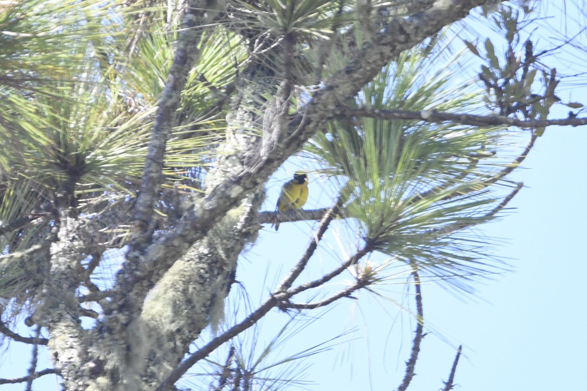 Antillean Siskin (Spinus dominicensis), photo 8