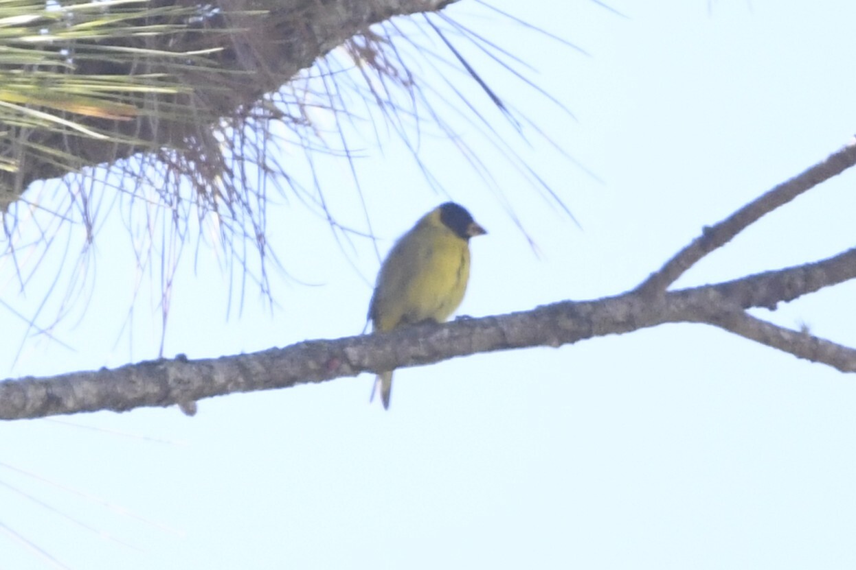 Antillean Siskin (Spinus dominicensis), photo 5