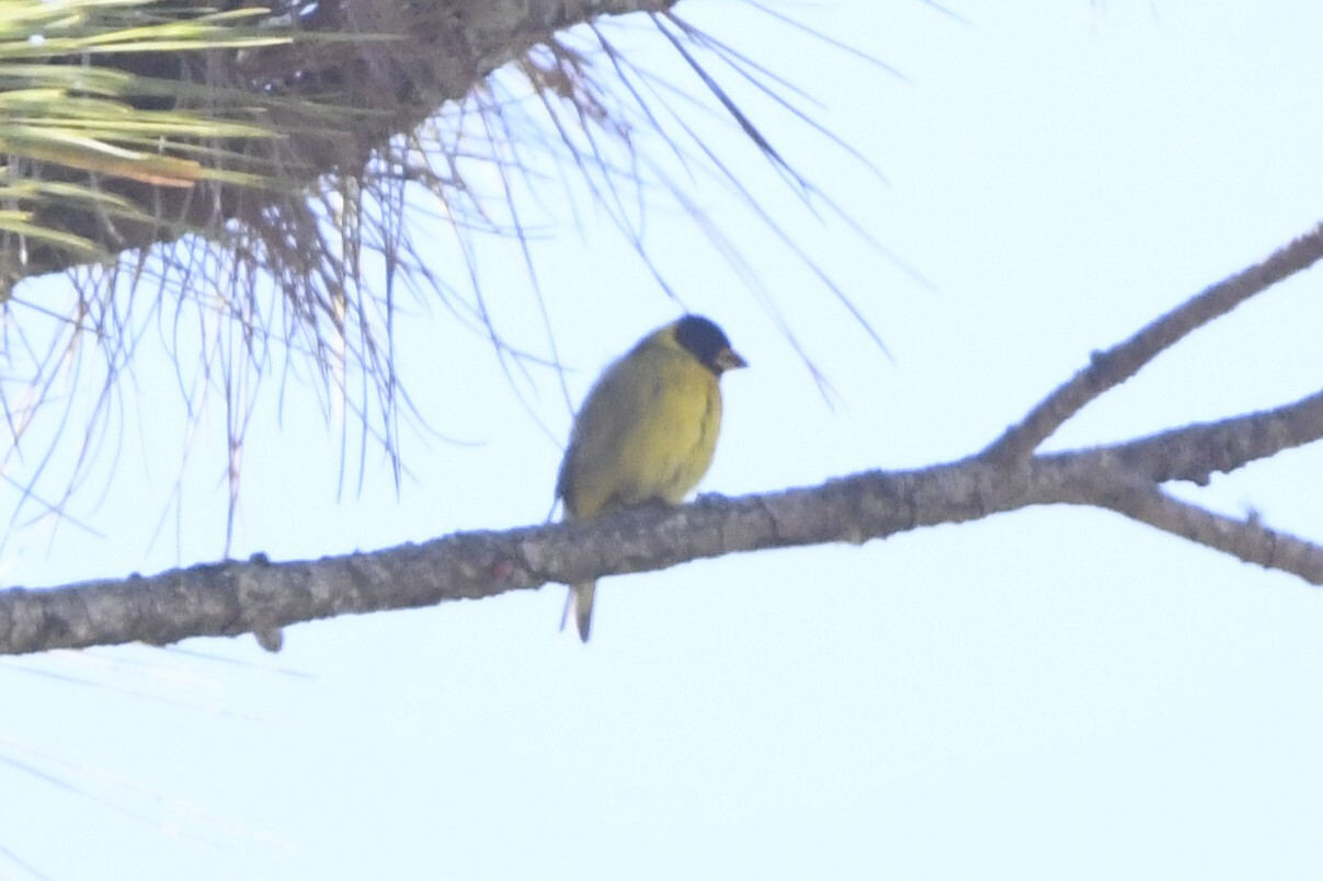 Antillean Siskin (Spinus dominicensis), photo 7