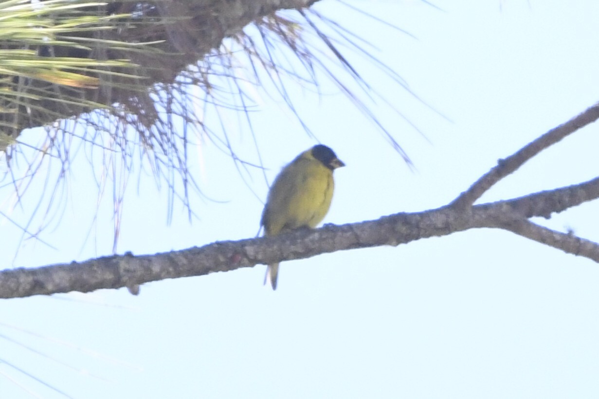 Antillean Siskin (Spinus dominicensis), photo 6