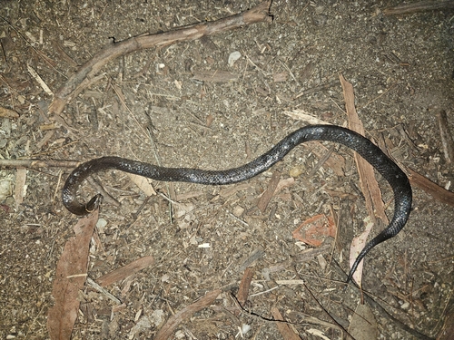 Southern Dwarf Crowned Snake sighting