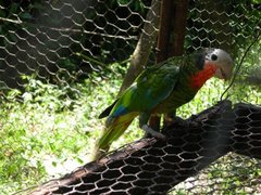 Amazona leucocephala