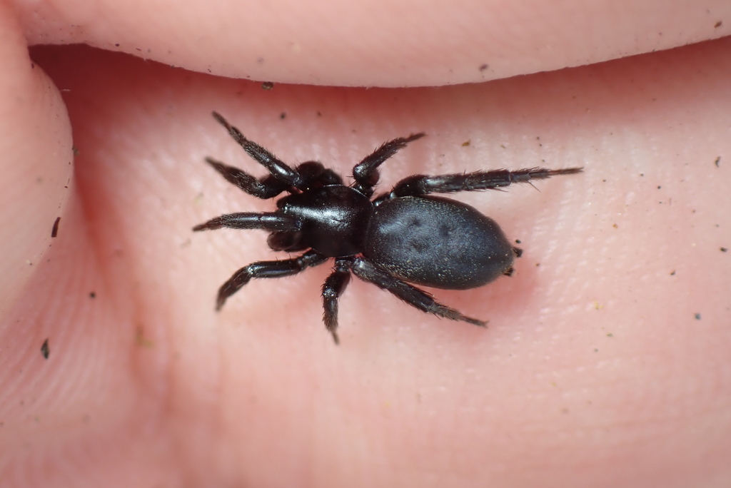 Zelotes petrensis