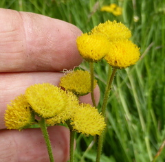 Nidorella pinnata