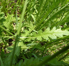 Nidorella pinnata